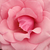 Roz - Trandafir teahibrid - Meichim